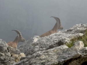 Klang und Sagenweg – Wildenmannlisloch