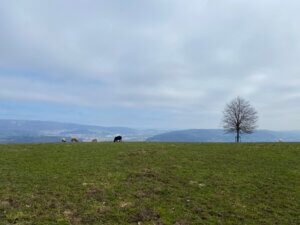 Panoramawanderung über denn Heitersberg