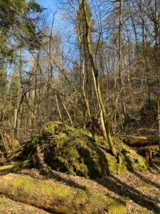 Panoramawanderung über denn Heitersberg