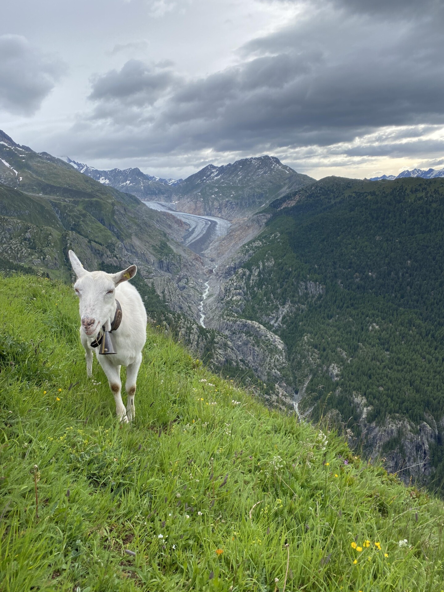 Belalp-Hängebrücke-Riederalp