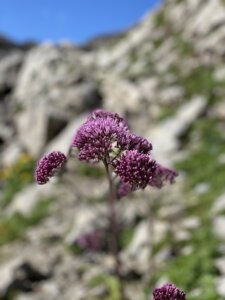 Schynige Platte-Faulhorn-First