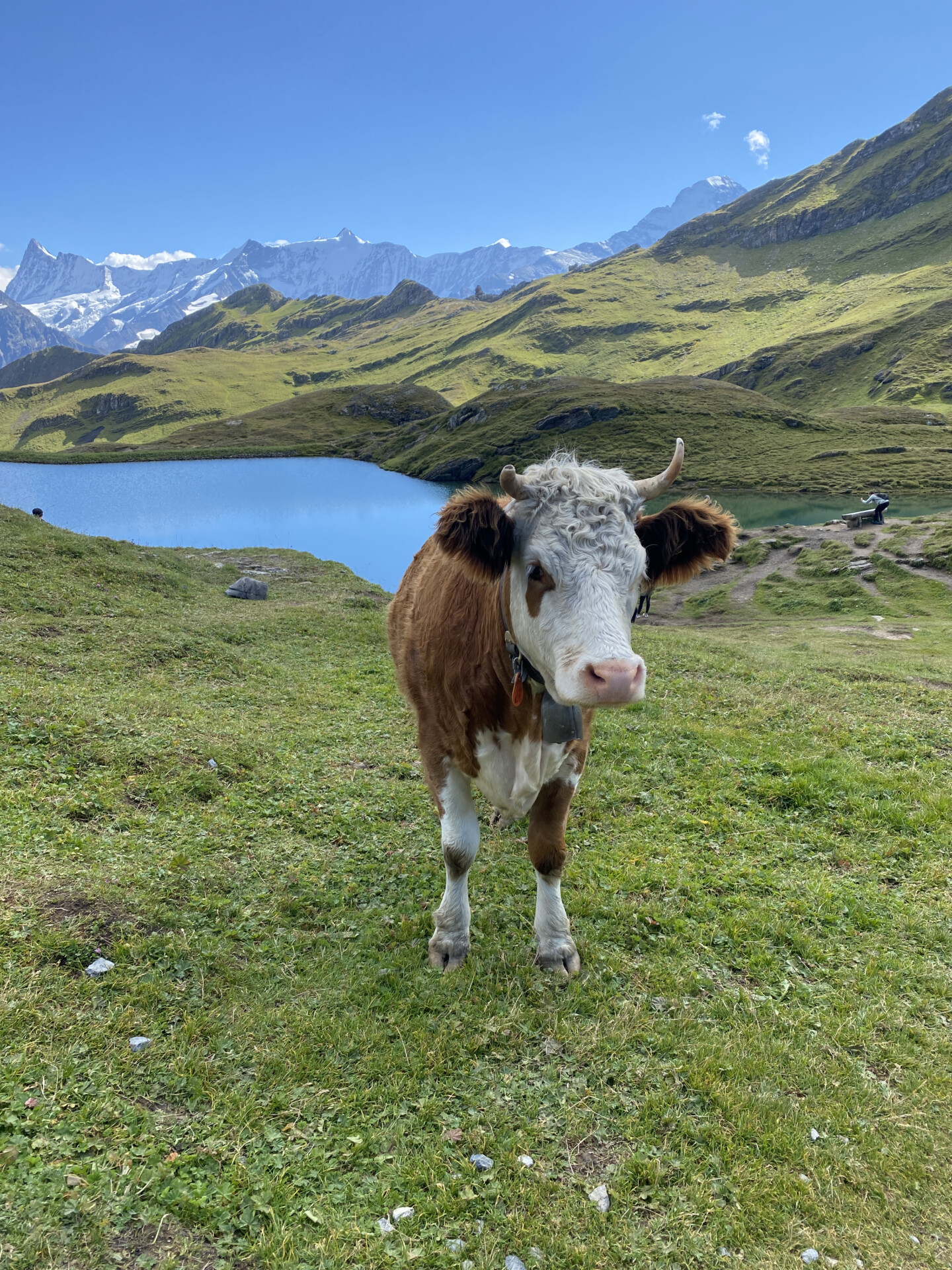 Schynige Platte-Faulhorn-First